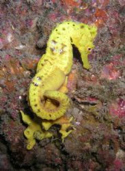 Yellow Seahorse by Kevin Colter 